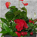 https://bonovo.isisflor.com/fileuploads/Produtos/Plantas Naturais/thumb__Isisflor_Jardim_Lua_Nova_02.png